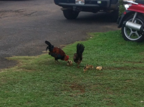 Chicken family!!