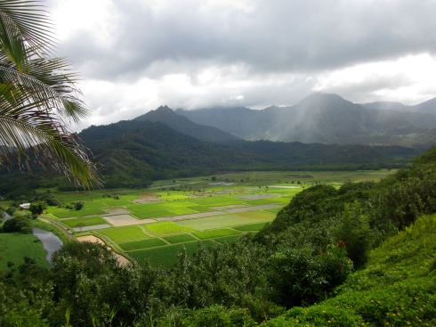 Those are taro fields in the valley
