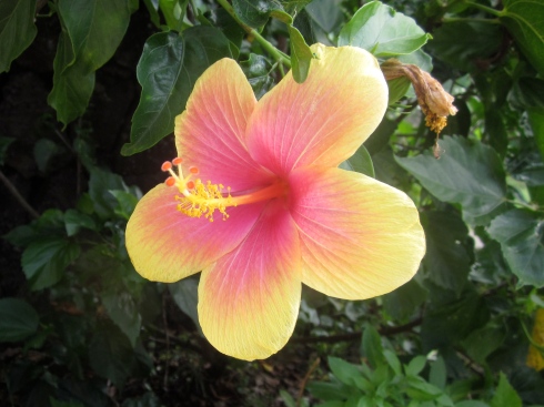 Actual real hibiscus.  Just growing in the yard like it was nothing.