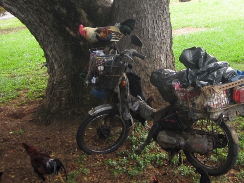 Old guy pulls up on a moped and the chickens go NUTS.  he feeds them.  As soon as he walks away, they jump up and start pulling bread out of the basket and dropping it down.