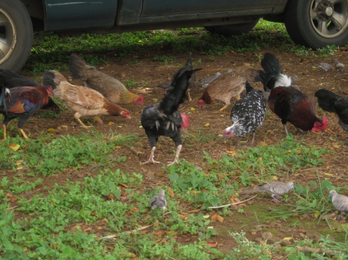 Abundant chickens at the Opaeka'a Falls stop